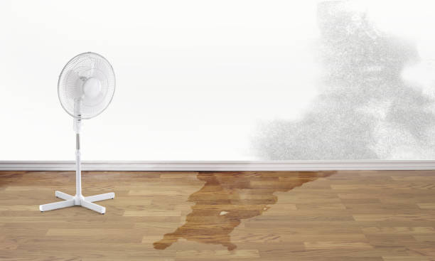 Best Professional water damage repair  in Noroton Heights, CT
